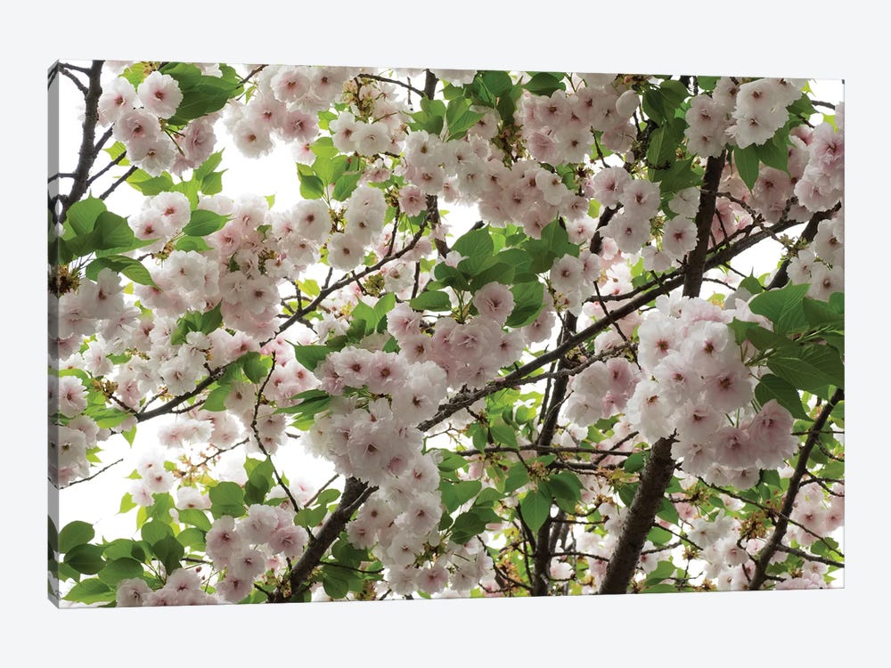 Close-Up Of Cherry Blossom Flowers, Harajuku, Meiji Shrine, Tokyo, Japan by Panoramic Images 1-piece Canvas Art Print