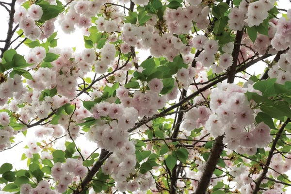 Cherry Blossoms: Close-Up Of Cherry Blossom Flowers, Harajuku, Meiji Shrine, Tokyo, Japan by Panoramic Images