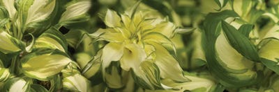 Close-Up Of Coleus Leaves by Panoramic Images canvas print