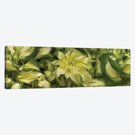 Close-Up Of Coleus Leaves Canvas Print #PIM14394} by Panoramic Images Canvas Artwork