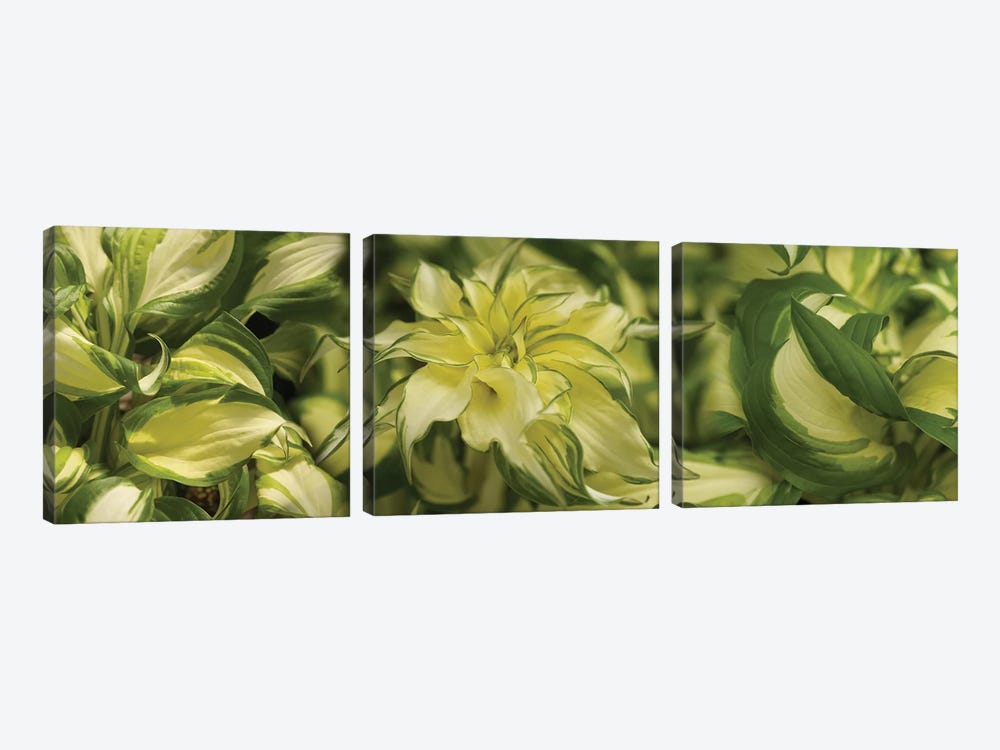 Close-Up Of Coleus Leaves by Panoramic Images 3-piece Art Print