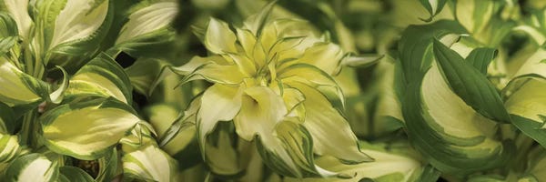 Close-Up Of Coleus Leaves