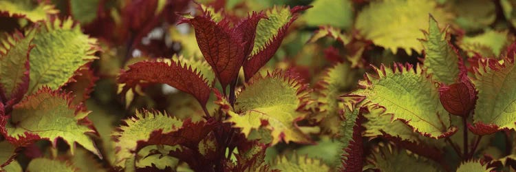 Close-Up Of Coleus Leaves I