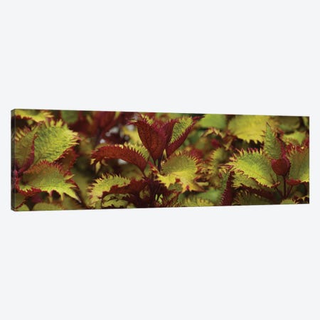 Close-Up Of Coleus Leaves I Canvas Print #PIM14395} by Panoramic Images Canvas Wall Art