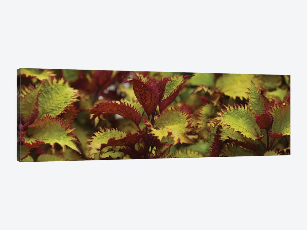 Close-Up Of Coleus Leaves I 1-piece Canvas Wall Art