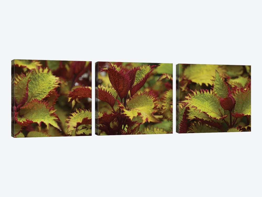 Close-Up Of Coleus Leaves I 3-piece Canvas Art