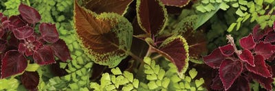 Close-Up Of Coleus Leaves II by Panoramic Images canvas print