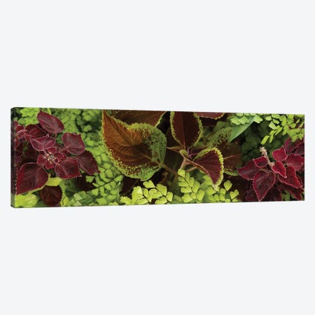 Close-Up Of Coleus Leaves II Canvas Print #PIM14396} by Panoramic Images Canvas Wall Art