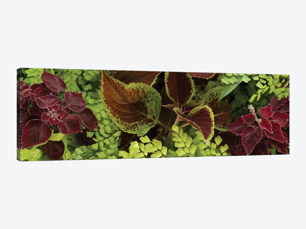 Close-Up Of Coleus Leaves II by Panoramic Images 1-piece Art Print
