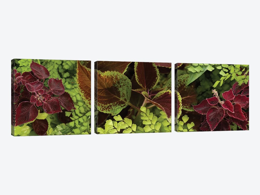 Close-Up Of Coleus Leaves II by Panoramic Images 3-piece Canvas Print