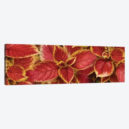 Close-Up Of Coleus Leaves III Canvas Print #PIM14397} by Panoramic Images Canvas Art