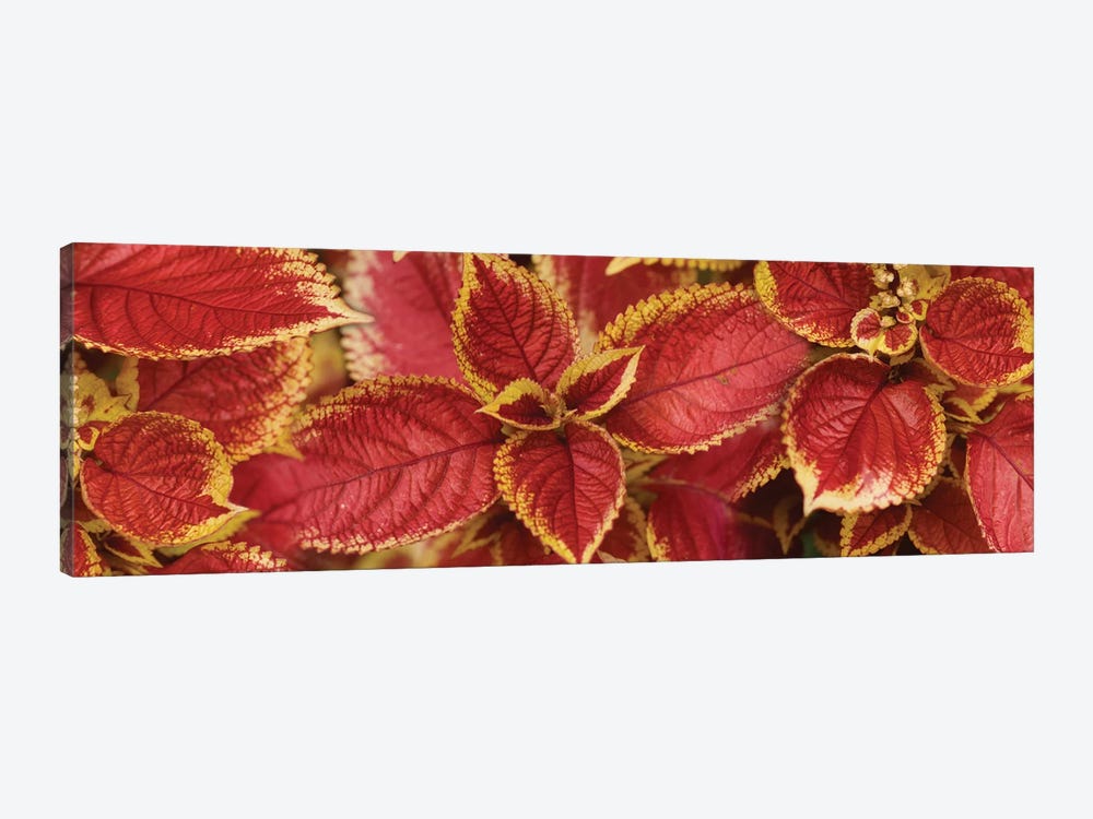 Close-Up Of Coleus Leaves III by Panoramic Images 1-piece Canvas Artwork