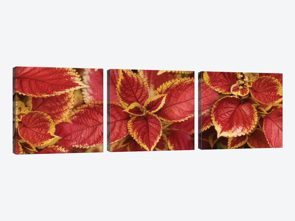 Close-Up Of Coleus Leaves III by Panoramic Images 3-piece Canvas Art