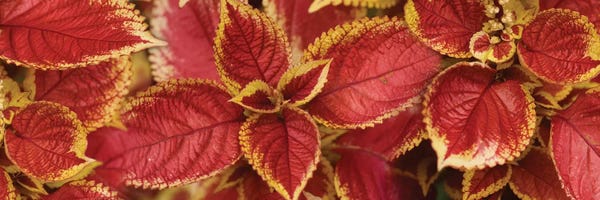 Close-Up Of Coleus Leaves III