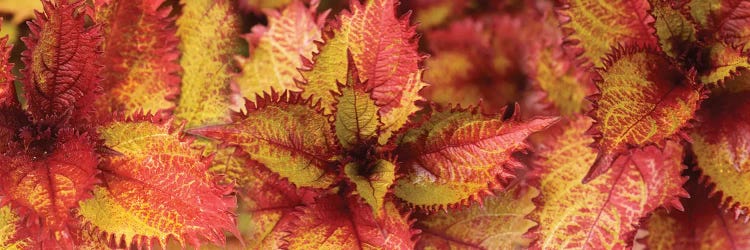 Close-Up Of Coleus Leaves IV