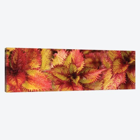 Close-Up Of Coleus Leaves IV Canvas Print #PIM14398} by Panoramic Images Canvas Art Print