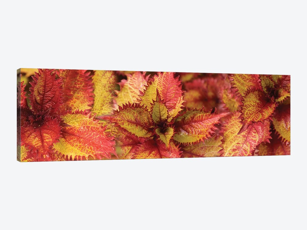 Close-Up Of Coleus Leaves IV by Panoramic Images 1-piece Art Print