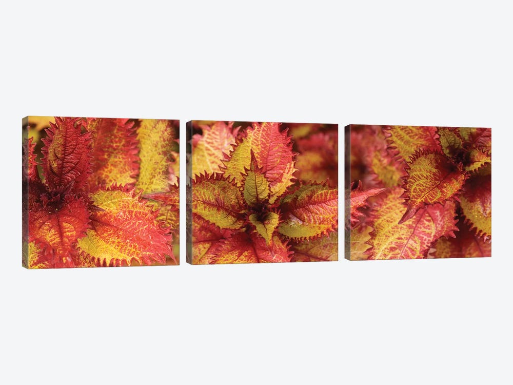 Close-Up Of Coleus Leaves IV by Panoramic Images 3-piece Art Print