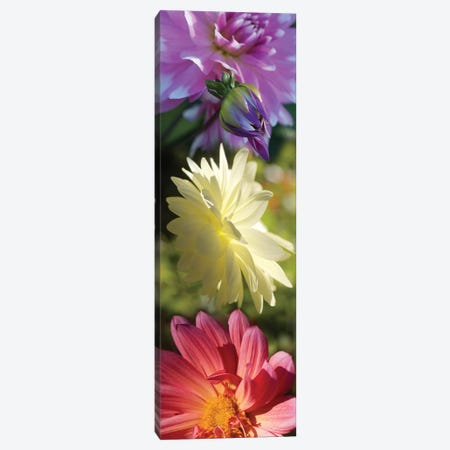 Close-Up Of Colorful Flowers Canvas Print #PIM14399} by Panoramic Images Canvas Art Print