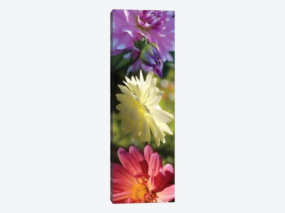 Close-Up Of Colorful Flowers 1-piece Canvas Wall Art