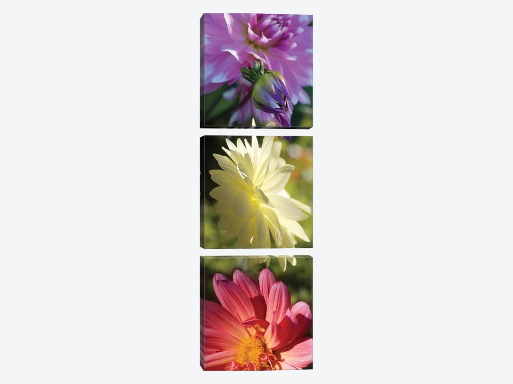 Close-Up Of Colorful Flowers 3-piece Canvas Art