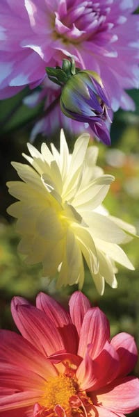 Close-Up Of Colorful Flowers