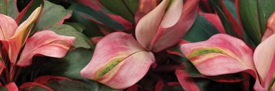 Close-Up Of Colorful Leaves by Panoramic Images canvas print