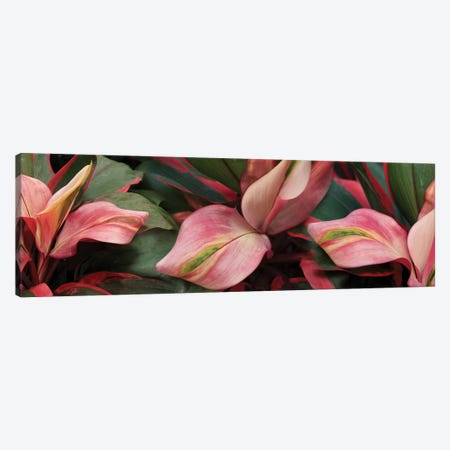 Close-Up Of Colorful Leaves Canvas Print #PIM14400} by Panoramic Images Art Print