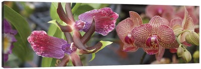 Close-Up Of Colorful Orchid Flowers I Canvas Art Print - Orchid Art