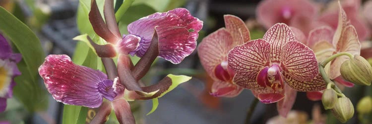 Close-Up Of Colorful Orchid Flowers I