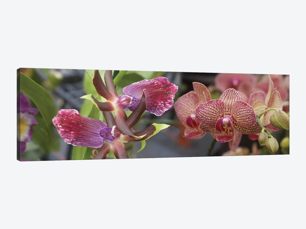 Close-Up Of Colorful Orchid Flowers I by Panoramic Images 1-piece Canvas Print
