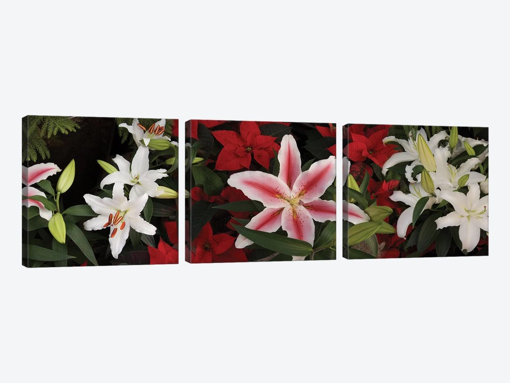 Close-Up Of Colorful Orchid Flowers II by Panoramic Images 3-piece Canvas Art