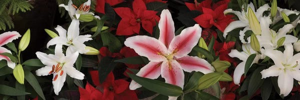 Orchids: Close-Up Of Colorful Orchid Flowers II by Panoramic Images