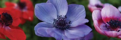 Close-Up Of Colorful Poppy Flowers by Panoramic Images canvas print