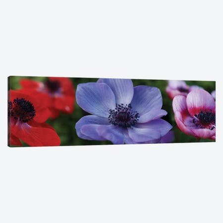 Close-Up Of Colorful Poppy Flowers Canvas Print #PIM14404} by Panoramic Images Canvas Artwork