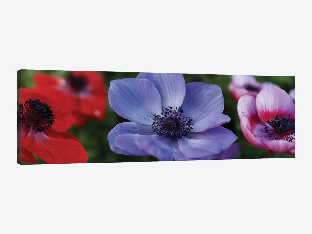 Close-Up Of Colorful Poppy Flowers by Panoramic Images 1-piece Art Print