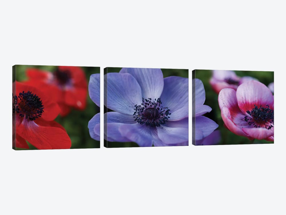Close-Up Of Colorful Poppy Flowers by Panoramic Images 3-piece Canvas Print