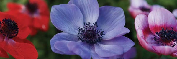 Close-Up Of Colorful Poppy Flowers