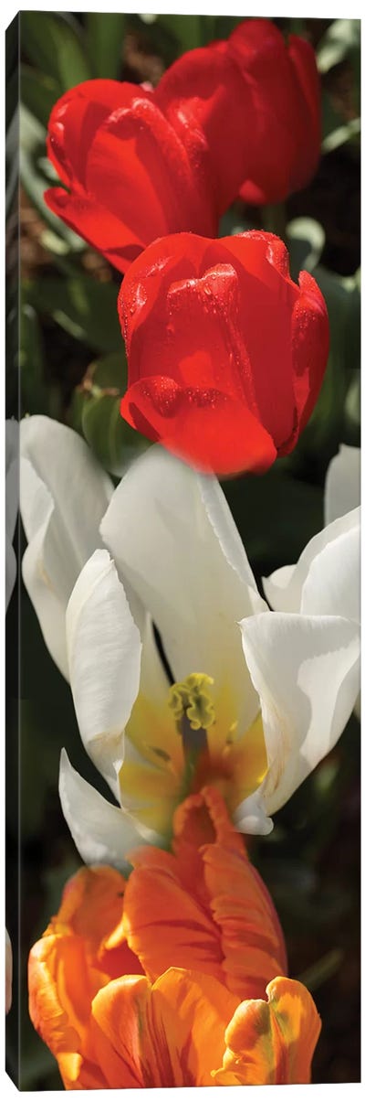 Close-Up Of Colorful Tulip Flowers Canvas Art Print - Tulip Art