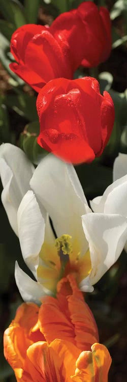 Close-Up Of Colorful Tulip Flowers