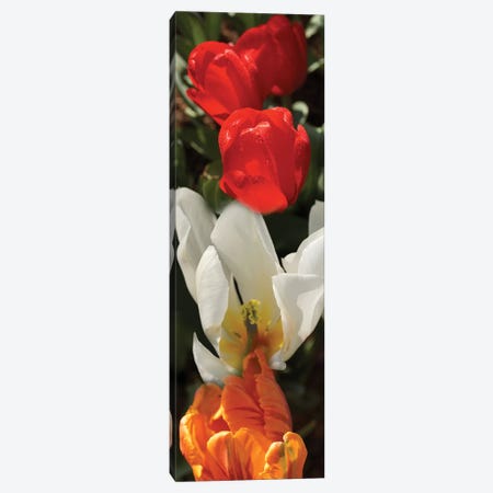 Close-Up Of Colorful Tulip Flowers Canvas Print #PIM14406} by Panoramic Images Canvas Art