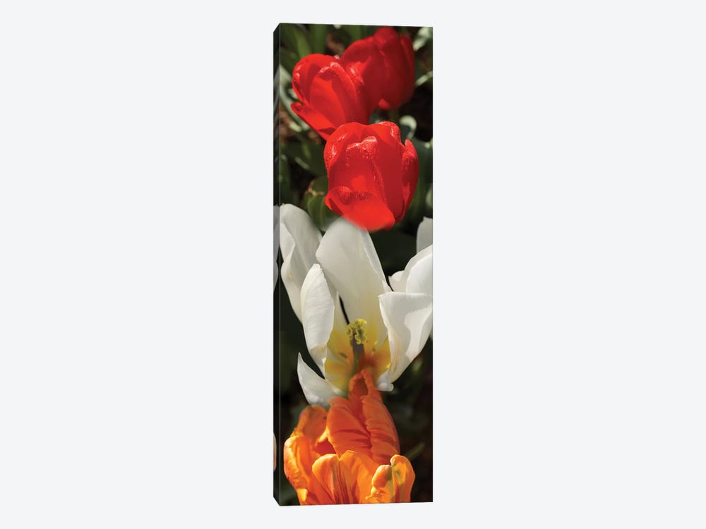 Close-Up Of Colorful Tulip Flowers by Panoramic Images 1-piece Canvas Print