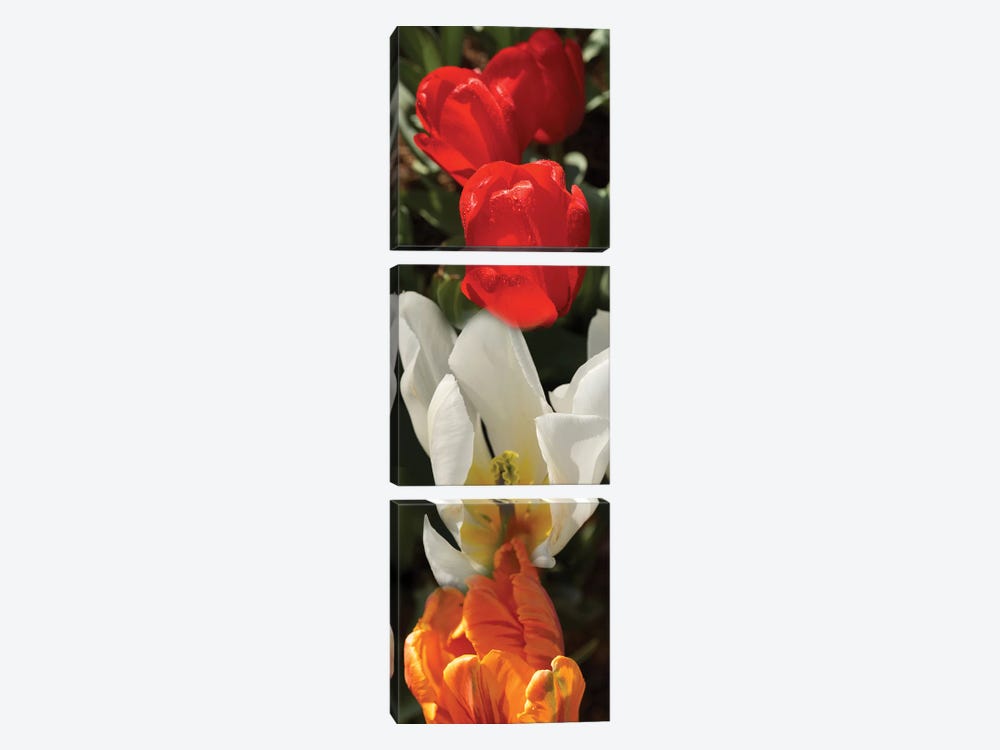 Close-Up Of Colorful Tulip Flowers by Panoramic Images 3-piece Canvas Art Print