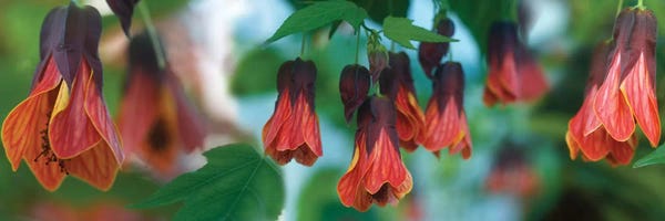 Close-Up Of Conservatory Flower Congregants