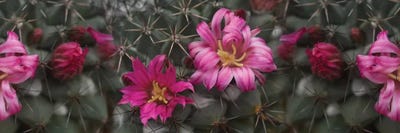 Close-Up Of Contrasting Flower Colors by Panoramic Images canvas print