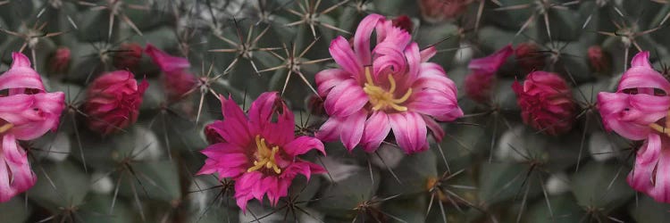 Close-Up Of Contrasting Flower Colors by Panoramic Images wall art
