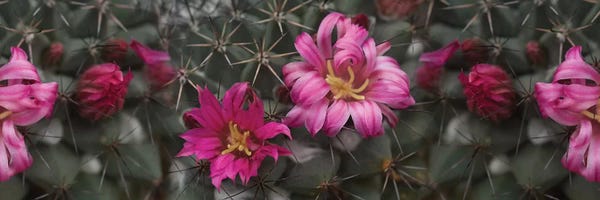 Close-Up Of Contrasting Flower Colors