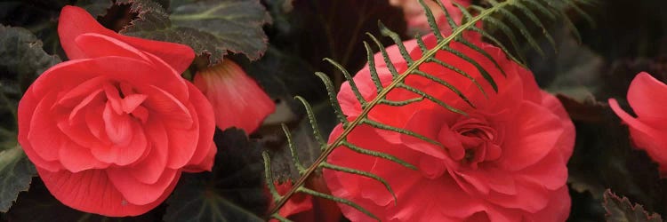 Close-Up Of Coral Color Begonia Flowers