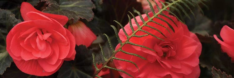 Close-Up Of Coral Color Begonia Flowers by Panoramic Images wall art