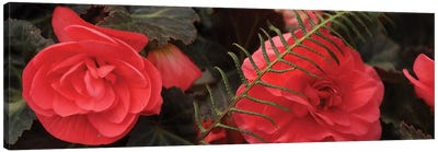 Close-Up Of Coral Color Begonia Flowers Canvas Art Print